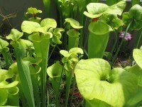 /album/plants/plant-6-jpg/